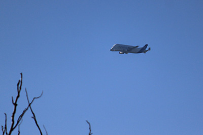 September 2019 | F-GSTD | Airbus A300-608ST Beluga | Airbus Transport International | Landeanflug auf den Flughafen Ingolstadt-Manching (ETSI)